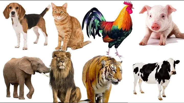 Dạy Bé Nhận Biết Con Vật: Hướng Dẫn Từ A-z Cho Bé Từ 1-5 Tuổi
