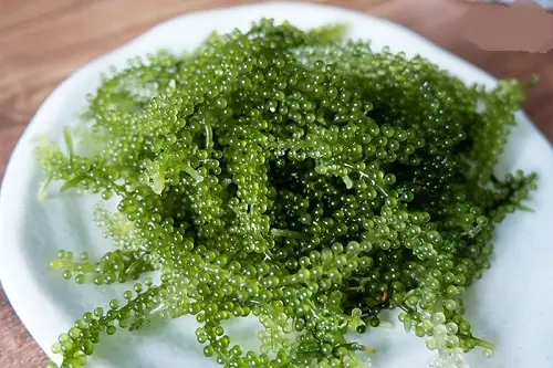 Khám Phá Các Loại Rong Biển: Từ Hình Ảnh Đến Ứng Dụng Phổ Biến