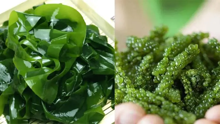 Khám Phá Các Loại Rong Biển: Từ Hình Ảnh Đến Ứng Dụng Phổ Biến