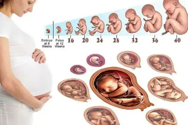 Hình Ảnh Thai Nhi Theo Tuần: Hành Trình Phát Triển Của Bé Yêu Từ Tuần 1 Đến 40