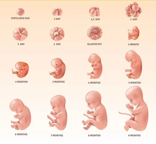 Hình Ảnh Thai Nhi Theo Tuần: Hành Trình Phát Triển Của Bé Yêu Từ Tuần 1 Đến 40