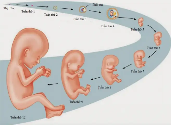 Hình Ảnh Thai Nhi Theo Tuần: Hành Trình Phát Triển Của Bé Yêu Từ Tuần 1 Đến 40