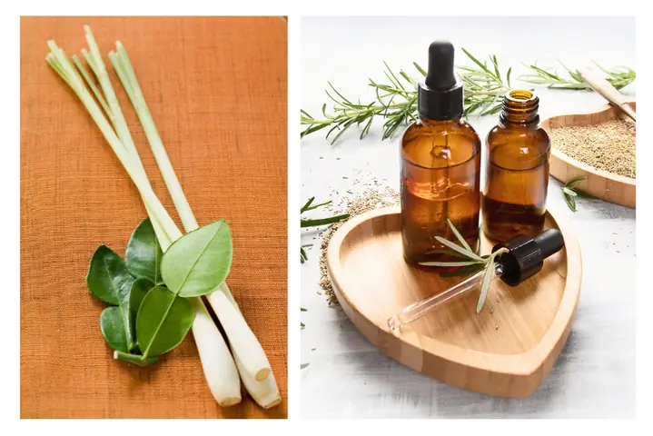 Hướng Dẫn Cách Làm Tinh Dầu Sả Tại Nhà Đơn Giản & Hiệu Quả