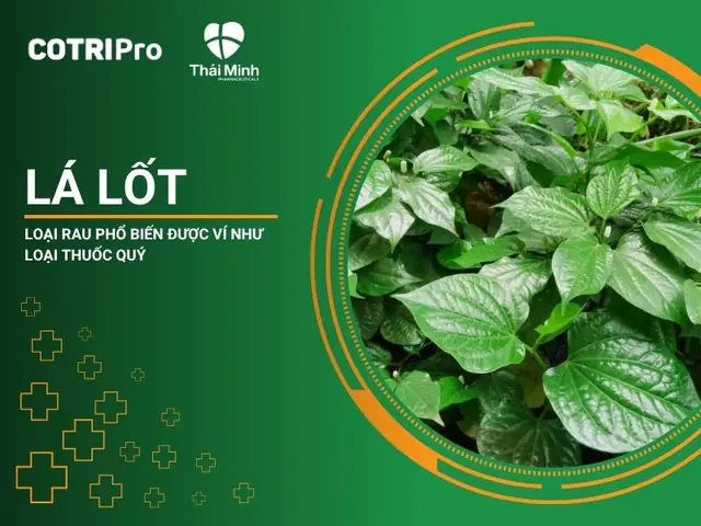 Lá Lốt Đắp Mặt Có Tác Dụng Gì? Công Dụng Làm Đẹp & Cách Dùng Hiệu Quả