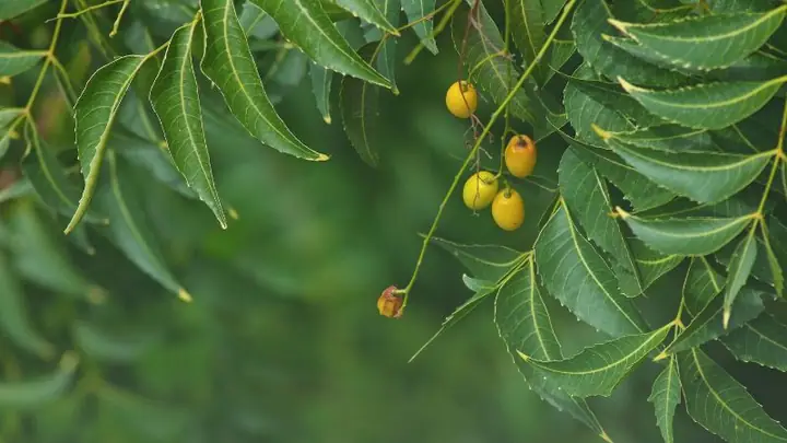 Lá Neem Ấn Độ: Công Dụng Tuyệt Vời Và Cách Sử Dụng Hiệu Quả Cho Sức Khỏe Và Làm Đẹp Lá Neem Ấn Độ: Công Dụng Tuyệt Vời Và Cách Sử Dụng Hiệu Quả Cho Sức Khỏe Và Làm Đẹp