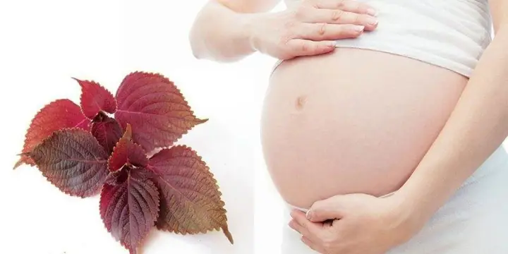 Bà Bầu Ăn Lá Tía Tô: An Toàn, Lợi Ích Và Lưu Ý Cần Biết Bà Bầu Ăn Lá Tía Tô: An Toàn, Lợi Ích Và Lưu Ý Cần Biết