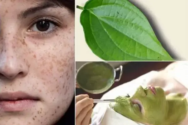 Lá Trầu Không: Bí Quyết Làm Đẹp Da Tự Nhiên Được Phái Đẹp Săn Đón Lá Trầu Không: Bí Quyết Làm Đẹp Da Tự Nhiên Được Phái Đẹp Săn Đón