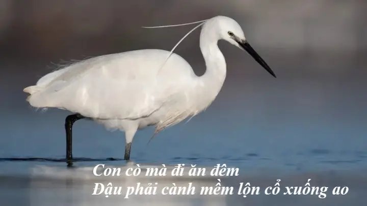 Lời Bài Hát Con Cò Mày Đi Ăn Đêm: Tìm Hiểu Chi Tiết & Ý Nghĩa Sâu Sắc