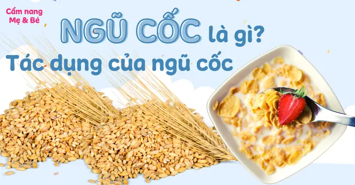 Top 10 Lợi Ích Tuyệt Vời Của Bột Ngũ Cốc Dinh Dưỡng Cho Sức Khỏe Toàn Diện Top 10 Lợi Ích Tuyệt Vời Của Bột Ngũ Cốc Dinh Dưỡng Cho Sức Khỏe Toàn Diện