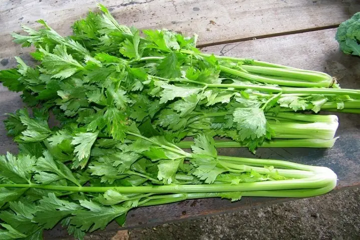 Bà Bầu Ăn Rau Cần Được Không? Lợi Ích, Lưu Ý Và Cách Chế Biến An Toàn