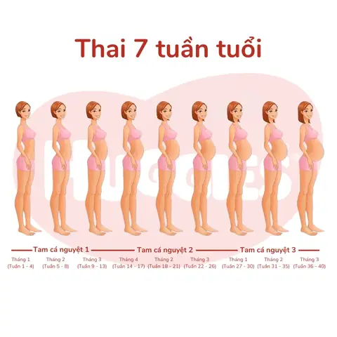 Mang Thai Mấy Tuần Thì Bụng To? Hướng Dẫn Theo Dõi Theo Tuần Thai