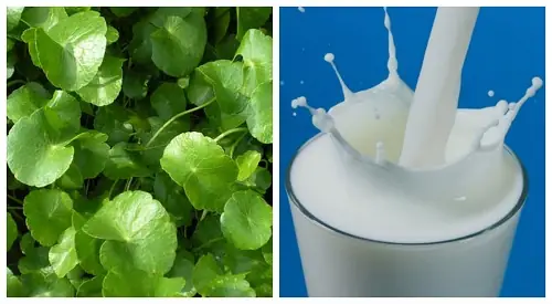 Mặt Nạ Rau Má Sữa Tươi: Bí Quyết Dưỡng Da Tự Nhiên An Toàn, Hiệu Quả Tại Nhà
