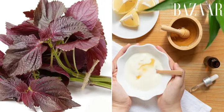 Mặt Nạ Tía Tô Mật Ong: Công Thức Dưỡng Da Sáng Mịn, Trị Mụn, Nám Hiệu Quả Tại Nhà Mặt Nạ Tía Tô Mật Ong: Công Thức Dưỡng Da Sáng Mịn, Trị Mụn, Nám Hiệu Quả Tại Nhà