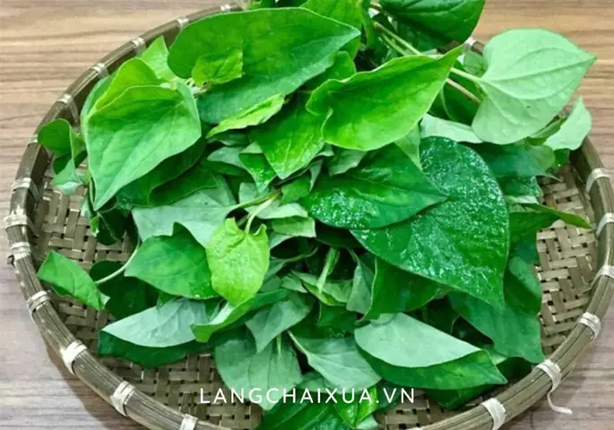 Mẹ Bầu Ăn Rau Diếp Cá Được Không? Lưu Ý Vàng & Lợi Ích Bất Ngờ Mẹ Bầu Ăn Rau Diếp Cá Được Không? Lưu Ý Vàng & Lợi Ích Bất Ngờ