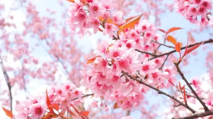 Top Những Loài Hoa Có Tên Đẹp Nhất Và Ý Nghĩa Sâu Sắc