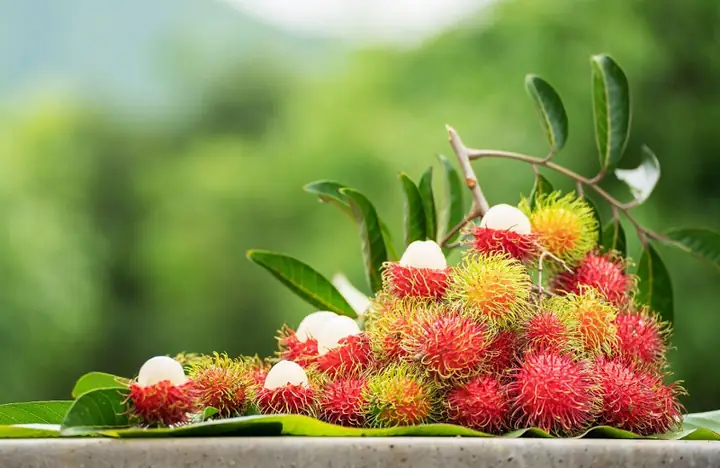 Bà Bầu Ăn Chôm Chôm Có Tốt Không? Lợi Ích, Lưu Ý Và Liều Lượng Vàng