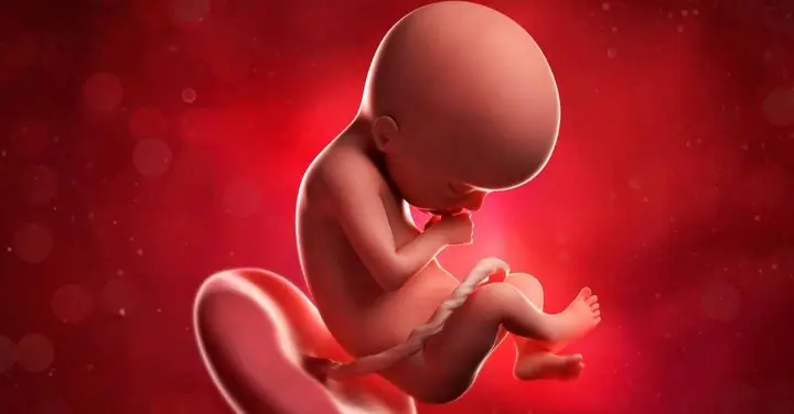 Thai 17 Tuần 4 Ngày Nặng Bao Nhiêu? Cân Nặng Chuẩn Và Sự Phát Triển Của Thai Nhi