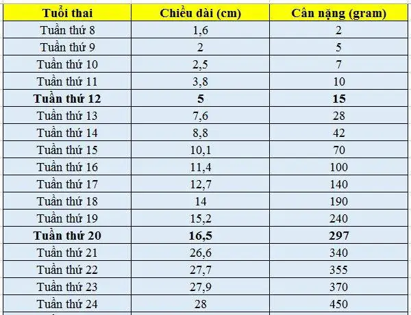 Thai 17 Tuần 4 Ngày Nặng Bao Nhiêu? Cân Nặng Chuẩn Và Sự Phát Triển Của Thai Nhi