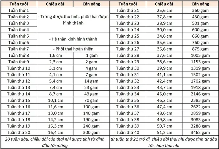 Thai 17 Tuần 4 Ngày Nặng Bao Nhiêu? Cân Nặng Chuẩn Và Sự Phát Triển Của Thai Nhi