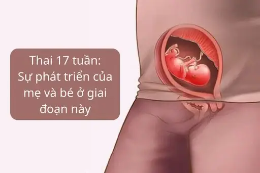 Thai 17 Tuần Là Bao Nhiêu Tháng Tuổi Thai Kỳ & Những Điều Mẹ Bầu Cần Biết Thai 17 Tuần Là Bao Nhiêu Tháng Tuổi Thai Kỳ & Những Điều Mẹ Bầu Cần Biết