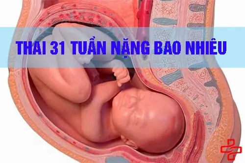 Thai 31 Tuần 5 Ngày Nặng Bao Nhiêu? Cân Nặng Chuẩn & Phát Triển Của Bé
