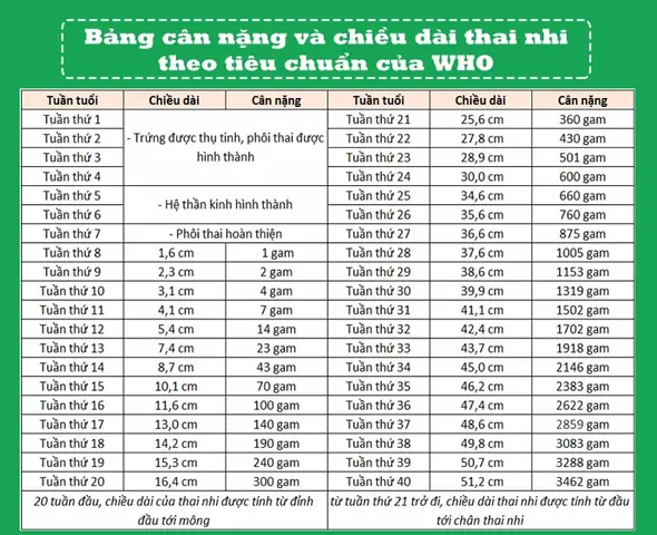 Thai 31 Tuần 5 Ngày Nặng Bao Nhiêu? Cân Nặng Chuẩn & Phát Triển Của Bé