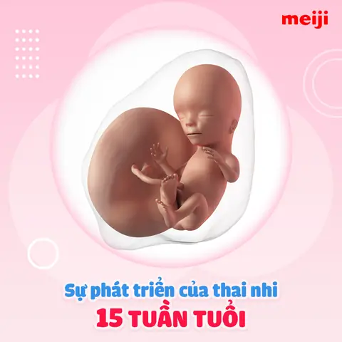 Thai Nhi 15 Tuần Tuổi Đã Máy Chưa? Những Điều Mẹ Bầu Cần Biết