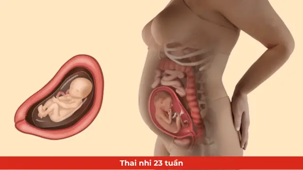 Thai Nhi 23 Tuần Tuổi Đạp Nhiều: Nguyên Nhân, Dấu Hiệu Và Lời Khuyên Cho Mẹ