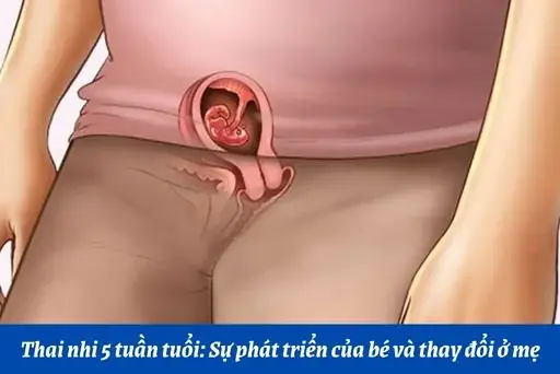 Thai Nhi 5 Tuần Tuổi Nên Ăn Gì Để Con Phát Triển Toàn Diện?