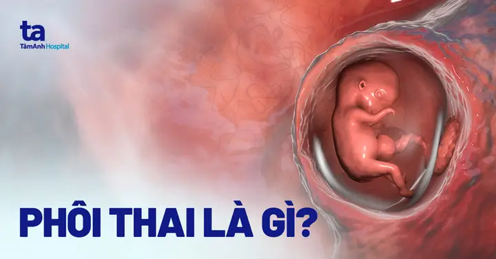 Phôi Thai Xuất Hiện Tuần Thứ Mấy? Thời Điểm Nhận Biết Và Sự Phát Triển