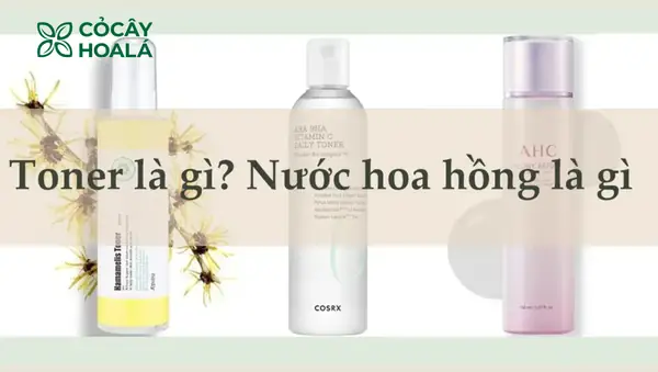 Toner Và Nước Hoa Hồng: Phân Biệt & Lựa Chọn Đúng Cho Làn Da