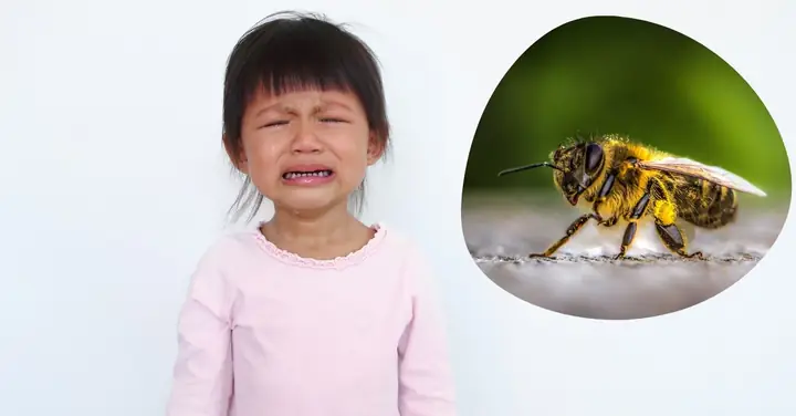 Trẻ Em Bị Ong Vò Vẽ Đốt: Dấu Hiệu, Cách Xử Lý Cấp Cứu Và Phòng Ngừa Nguy Hiểm