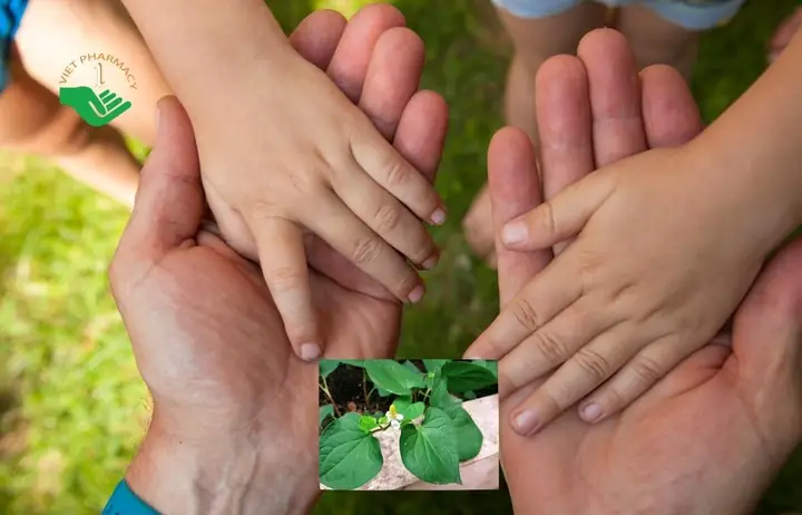 Trẻ Sốt Đắp Lá Diếp Cá: Hướng Dẫn Chi Tiết Hạ Sốt An Toàn & Hiệu Quả Tại Nhà